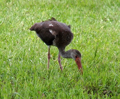 [A nearly all brown ibis with a few white feathers picks at something in the grass. Several of the brown feathers are ruffled.]